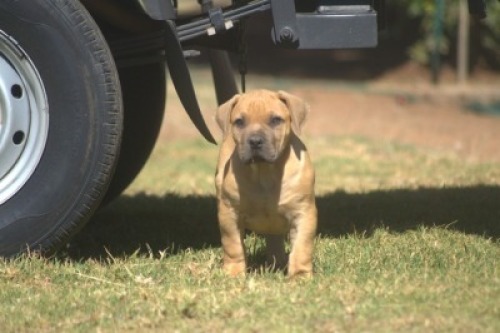 1 X BOERBOEL MALE VKR BOERDERY