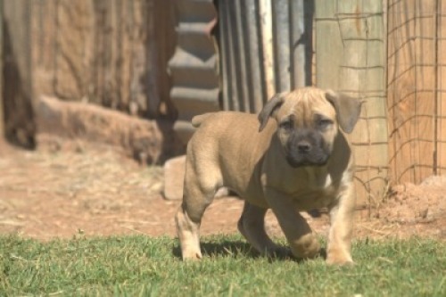 1 X BOERBOEL FEMALE VKR BOERDERY