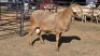 1 X MEATMASTER RAM DRIES VISSER