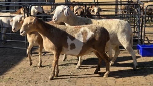 3 X MEATMASTER EWE DRIES VISSER (Per animal to take the lot)