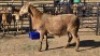 1 X MEATMASTER RAM DRIES VISSER