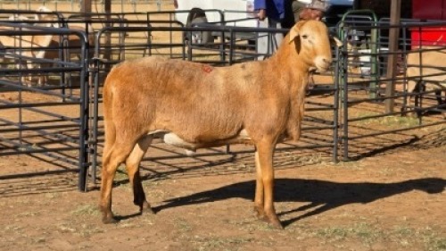 1 X MEATMASTER RAM DRIES VISSER