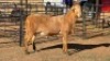 1 X MEATMASTER RAM DRIES VISSER
