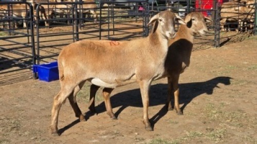 2 X MEATMASTER EWE DRIES VISSER (Per animal to take the lot)