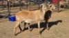 2 X MEATMASTER EWE DRIES VISSER (Per animal to take the lot)