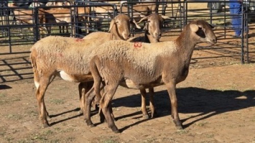3 X MEATMASTER EWE DRIES VISSER (Per animal to take the lot)