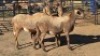3 X MEATMASTER EWE DRIES VISSER (Per animal to take the lot)