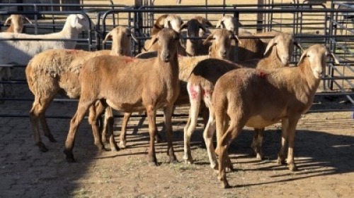 5 X MEATMASTER EWE DRIES VISSER (Per animal to take the lot)