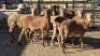 5 X MEATMASTER EWE DRIES VISSER (Per animal to take the lot)