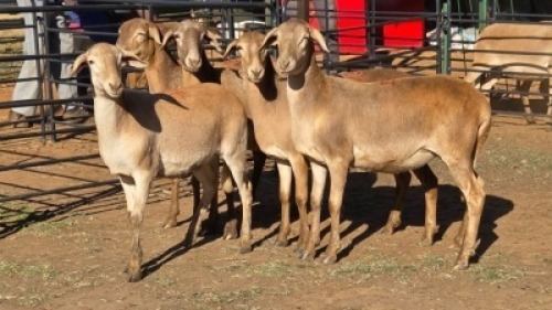 5 X MEATMASTER EWE DRIES VISSER (Per animal to take the lot)