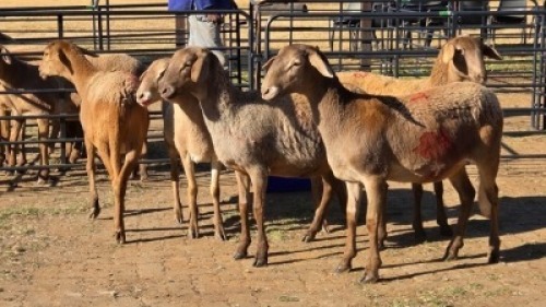 5 X MEATMASTER EWE DRIES VISSER (Per animal to take the lot)