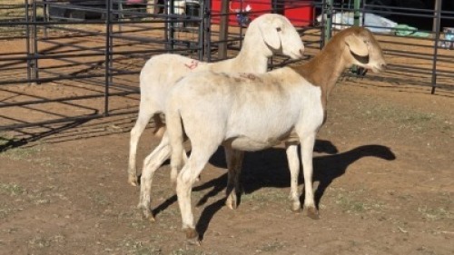 2 X MEATMASTER EWE DRIES VISSER (Per animal to take the lot)