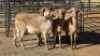 5 X MEATMASTER EWE DRIES VISSER (Per animal to take the lot)