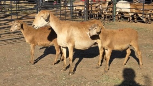 1+2 X MEATMASTER EWE DRIES VISSER