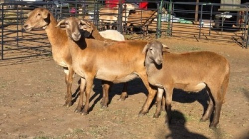 2+2 X MEATMASTER EWE DRIES VISSER (Per animal to take the lot)