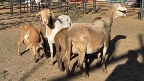 2+3 X MEATMASTER EWE DRIES VISSER (Per animal to take the lot)