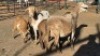 2+3 X MEATMASTER EWE DRIES VISSER (Per animal to take the lot)