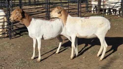2 X PERSIES EWE DRIES VISSER (Per animal to take the lot)