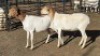 2 X PERSIES EWE DRIES VISSER (Per animal to take the lot)