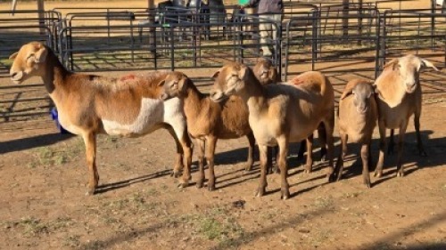 3+3 X MEATMASTER EWE DRIES VISSER (Per animal to take the lot)