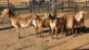 3+3 X MEATMASTER EWE DRIES VISSER (Per animal to take the lot)