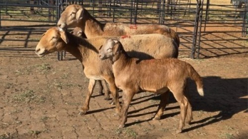2+2 X MEATMASTER EWE DRIES VISSER (Per animal to take the lot)
