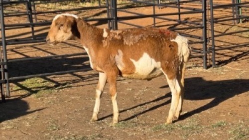 1 X MEATMASTER RAM JC SWART