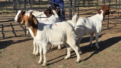 3 X BOER GOAT BUCK JC SWART (Per animal to take the lot)