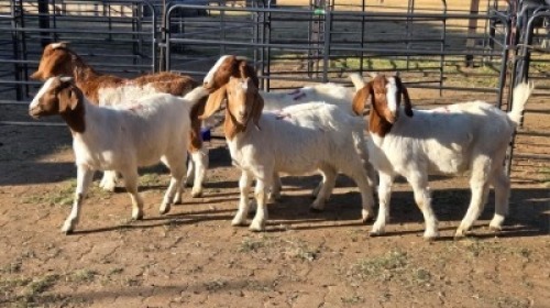 5 X BOER GOAT BUCK JC SWART (Per animal to take the lot)