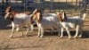 5 X BOER GOAT BUCK JC SWART (Per animal to take the lot)