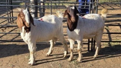 2 X BOER GOAT BUCK JC SWART (Per animal to take the lot)