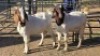 2 X BOER GOAT BUCK JC SWART (Per animal to take the lot)