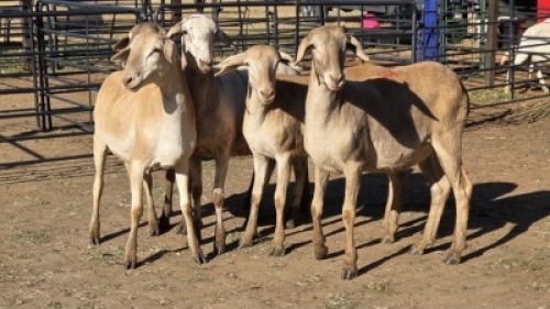 5 X MEATMASTER EWE DRIES VISSER (Per animal to take the lot)