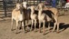 5 X MEATMASTER EWE DRIES VISSER (Per animal to take the lot)