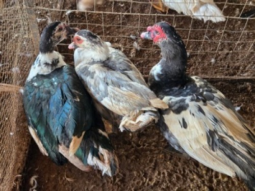 3 X MAKOU ? C. LEGEMAAT (Per animal to take the lot)