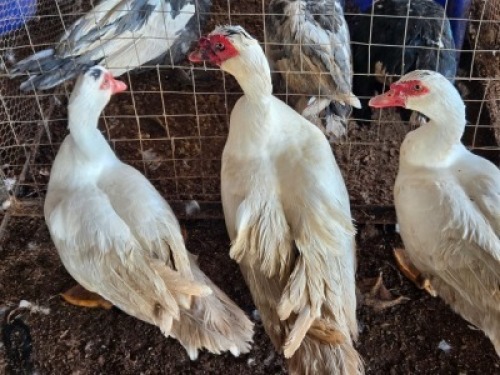 3 X MAKOU MALE C. LEGEMAAT (Per animal to take the lot)