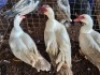 3 X MAKOU MALE C. LEGEMAAT (Per animal to take the lot)