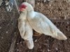 2 X MAKOU MALE & FEMALE C. LEGEMAAT (Per animal to take the lot)