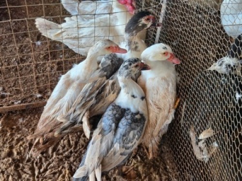 4 X MAKOU ? C. LEGEMAAT (Per animal to take the lot)