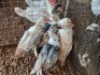 4 X MAKOU ? C. LEGEMAAT (Per animal to take the lot)