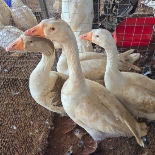 4 X GEESE ? C. LEGEMAAT (Per animal to take the lot)