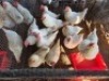 11 X CHICKENS HEN KLUYTS LIVESTOCK FARMING (Per animal to take the lot)