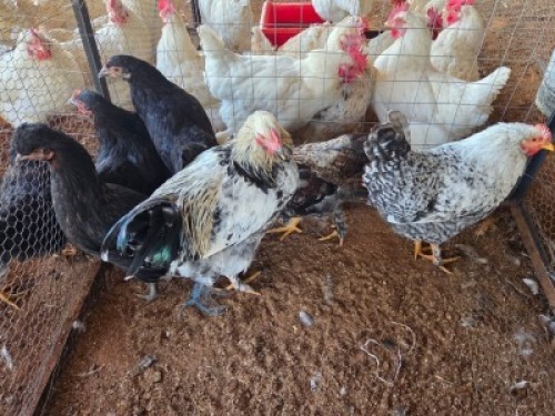 7 X CHICKENS ? MKL LIVESTOCK (Per animal to take the lot)