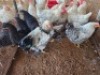 7 X CHICKENS ? MKL LIVESTOCK (Per animal to take the lot)