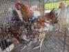 4 X CHICKENS ROOSTER & HEN MKL LIVESTOCK (Per animal to take the lot)