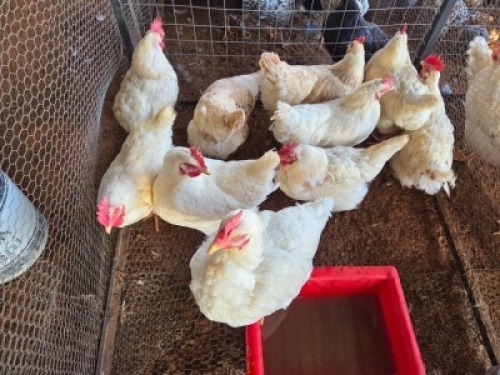 10 X CHICKENS HEN KLUYTS LIVESTOCK FARMING (Per animal to take the lot)