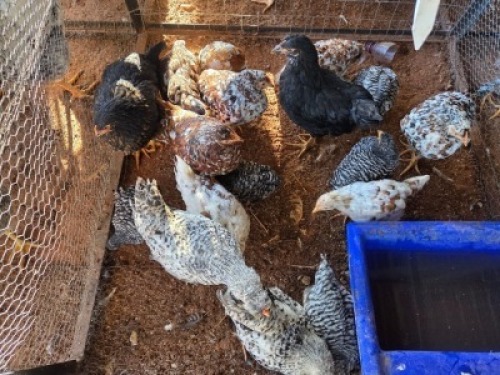 17 X CHICKENS ? MKL LIVESTOCK (Per animal to take the lot)
