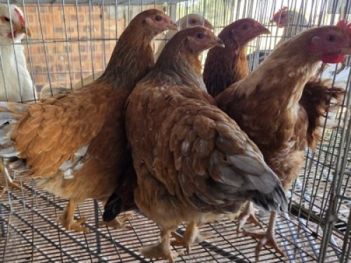 5 X CHICKENS ? MKL LIVESTOCK (Per animal to take the lot)
