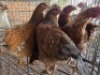 5 X CHICKENS ? MKL LIVESTOCK (Per animal to take the lot)