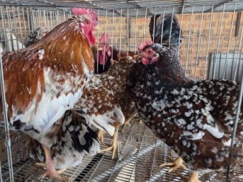 5 X CHICKENS ? MKL LIVESTOCK (Per animal to take the lot)